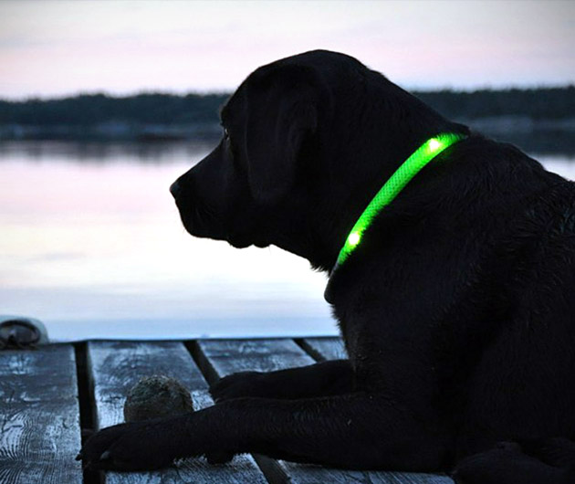 Glowdoggie LED Dog Collars