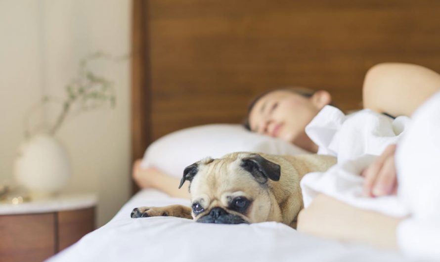 Why Bamboo Products Are Good for Mental Health